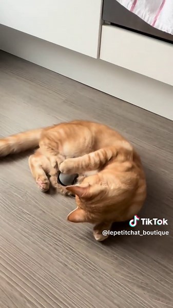 Mon chat et son nouveau lapin magique