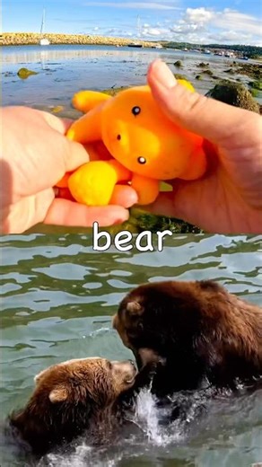 Animal Names for Kids to Learn at the Harbour: Meerkat Mouse Bear Dog Badger