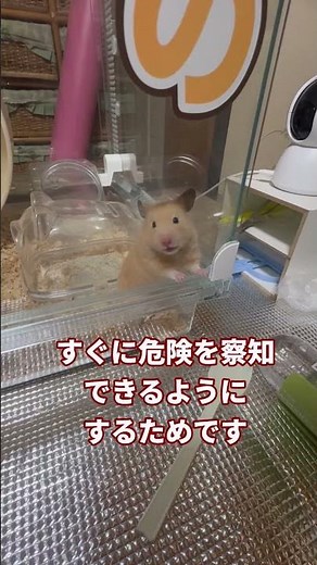 【朗報】ハムスターさん、野生の本能を発揮するｗｗｗｗｗ #hamster #キンクマ #ハムスター #キンクマハムスター #kawaii