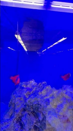 “Dive Into Paradise: Captivating Clown Fish Aquarium Setup with Vibrant Live Corals!” 🌊🐠✨"T