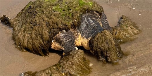 See it: Sea turtle rescued on Texas beach after washing up covered in barnacles, debris