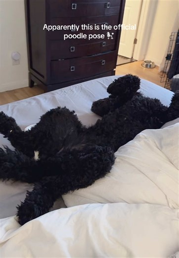 Poodles are so weird… Never not sprawled out… and with her being solid black I can’t always make heads or tails of what I’m looking at 😂
