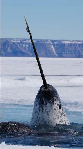 The Real-Life Unicorn of the Sea | Narwhal Facts