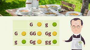 Vererbungsregeln – 2. und 3. Mendelsche Regel  | sofatutor.com