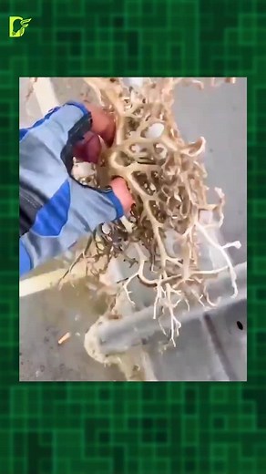 Baby animals you should never touch #fblifestyle | Daily Factors