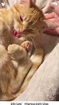 Hilarious Funny Cat Daily Moments Compilation #funnycats #cutekittens #petcomedy #fyp