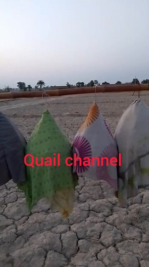 Special video for you @topfans # | Quail channel