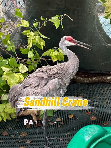 2.7K views · 68 reactions | 喙 Patient Intake: Sandhill Crane....