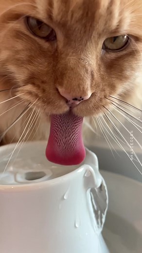 Cat Drinking Water ASMR - Slow Motion Cats Sounds