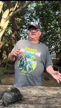 Why Surgically Sexed Aldabra Tortoises Matter | Temperature-Dependent Sex Biology Explained