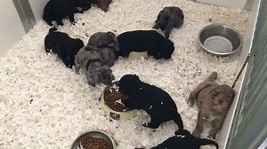 Up about and playing 😍 | Sproodles