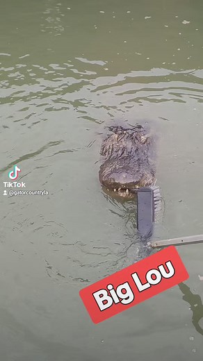 1M views · 7K reactions | We are open all weekend long with feeding shows at 12, 2 and 4. Don't forget you can feed a gator too..... Natchitoches Alligator Park #reelsviralシ #foryoupageシ #Tennessee #likeforlikes #natchitoches #fyp #batonrouge #weekend #music #naturelovers #caneriver #adventure #Louisiana #travelphotography #newyork #california #Mississippi #houma #vacation #alligator #reptiles #familyfun | Natchitoches Alligator Park | Facebook