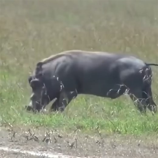 6.5K views · 46 reactions | Wild boar attacks a dog #animals #wildanimals #animalworld | FH Studios | Facebook
