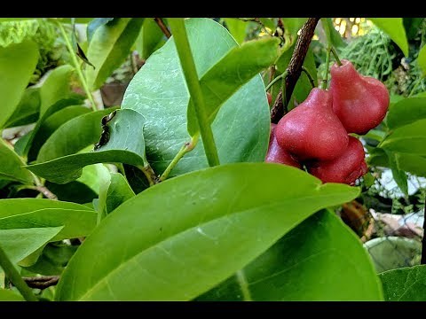 'Black Pearl' Wax Apple Tasting