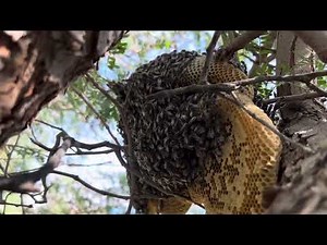Wild Honey Harvesting | Easy & Safe Techniques for Beginners