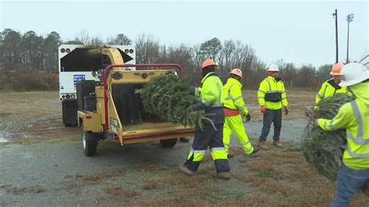 Unsure what to do with your live Christmas tree? Here's where you can drop it off after the holidays