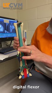 259K views · 6.4K reactions | Up next in VOLVet Review? Navicular disease. What is it? | UTCVM-University of Tennessee College of Veterinary Medicine | Facebook