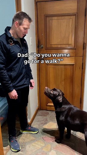Poor baby is so scared of putting his harness on 🥹 | Guinness The Chocolate Labrador