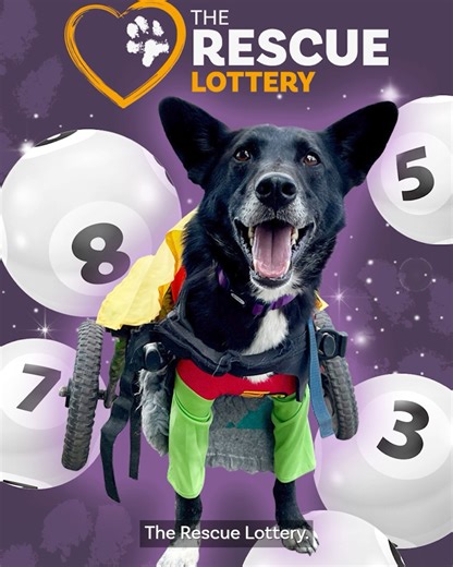 Announcing... The Rescue Lottery 🐾 We said we would do more in 2024 and to make that happen we are launching our very own lottery. We’re calling it ‘The Rescue Lottery’, with your boy Lollipop as poster boy, and a new role for our boy wonder to get as many dog lovers playing as possible. 🐶 There are guaranteed cash prizes of £5,000, £2,000 and 10 x £100 every month, as well as the chance to win up to £25,000 with the rollover jackpot 🐶 Play to save more dogs in desperate need, helping us to e