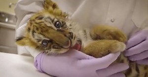 Smuggled baby Bengal tiger has new pal