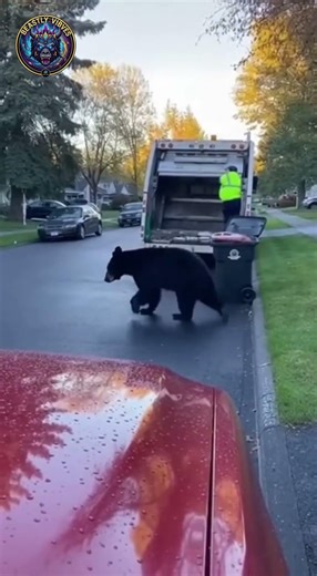 Garbage collector climbs truck to escape bear