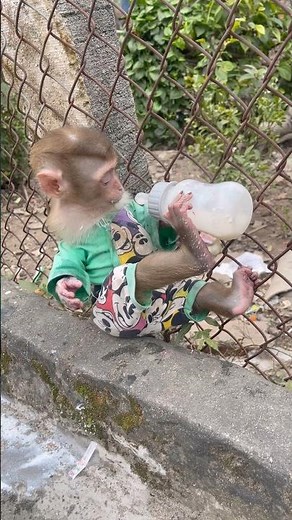 The monkey uses its feet to drink milk.