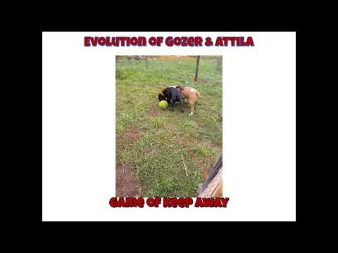 Life According to Gozer & Attila — Off-Grid Dog Chronicles