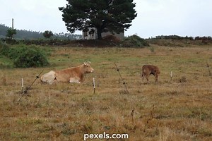 Animal Sound Videos, Download The BEST Free 4k Stock Video Footage & Animal Sound HD Video Clips