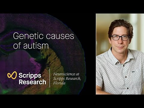 Genetic causes of autism: neuroscience at Scripps Research, Florida