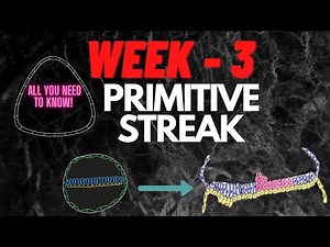 Primitive streak formation || WEEK 2 Development of embryo|| embryology made easy||