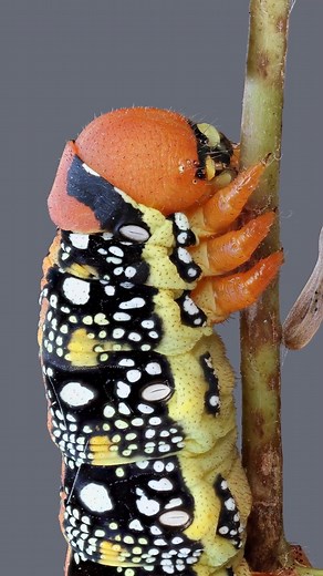 MacroLab3D on Instagram: "Hyles euphorbiae, the spurge hawk-moth, is a European moth of the family Sphingidae. Great Tit bird tweeting in the background, slowed down to reveal how it sounds like a completely different animal. Photographed in Zhytomyr, Ukraine. September 2024."