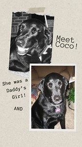 Coco, the Daddy's girl beat Osteosarcoma for 4 1/2 years. She was greatly loved by her family and her story is inspiring. You can find the full story under survivor stories on wearethecure.org #NationalCanineCancerFoundation #WeAreTheCure #PinkPaw #NCCF #dogcancer #osteosarcoma #osteosarcomasurvivor #CanineCancer #caninecancersurvivor #CanineCancerAwareness #labradorretriever #labrador #CanineCancerResearch #CanineCancerSucks #KickCancersButt #CancerResearch #MustLoveDogs #CanineCancerWarriors #