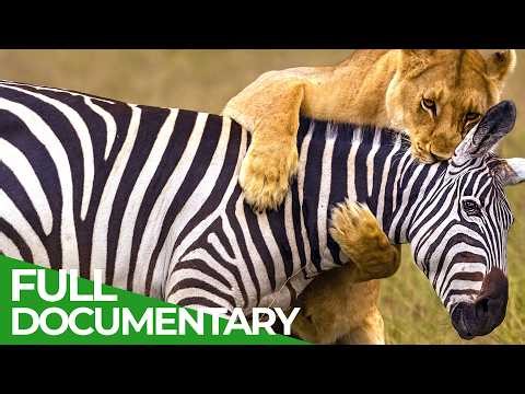 Fight or Flight: Survival at All Costs | Free Documentary Nature