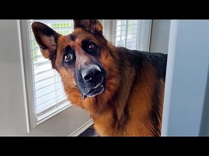Te reto a no reírte con estos PERROS DIVERTIDOS 🤣 Los mejores videos de animales divertidos