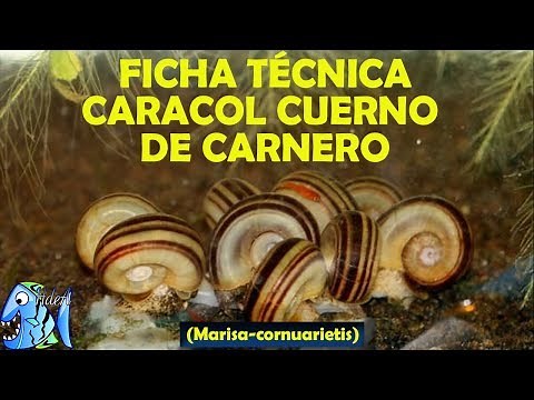 Ficha técnica Caracol Cuerno de Carnero (Marisa-cornuarietis)