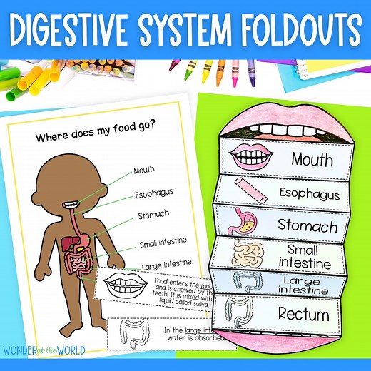 The Digestive System Foldable Kids' Activity | A4 and 11x8.5 Inch | Digital Download | Science | Cut and Paste - Etsy