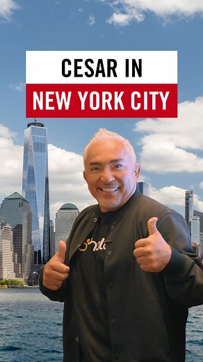 From live interviews to pack training sessions, this New York trip centered on one theme: calm energy. Dogs respond to what we project — when we’re grounded, they find balance. That’s the foundation behind every method, every walk, every transformation: energy first. Desde entrevistas en vivo hasta sesiones de entrenamiento con la manada, este viaje a Nueva York se centró en un solo tema: Energía en calma. Los perros responden a lo que proyectamos; cuando nosotros estamos equilibrados, ellos tam