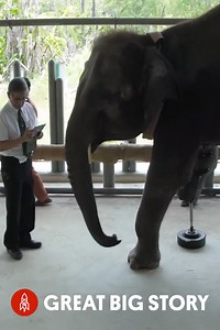 Mosha the Elephant, a journey to mobility with prosthetic leg