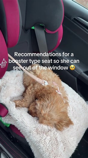 #cavapoopuppy #spoiltgirl #seatbelt #carjourney #comewithme