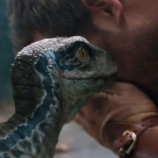 Blue and Owen>>> It’s a pity that in the “Jurassic World Dominion” there were few shots of Owen and Blue. #ilovejurassicworld #edit #bluejurassicworld #jurassicworldfallenkingdom #jurassicworld #owengrady #owengradyedit #owenandblue #