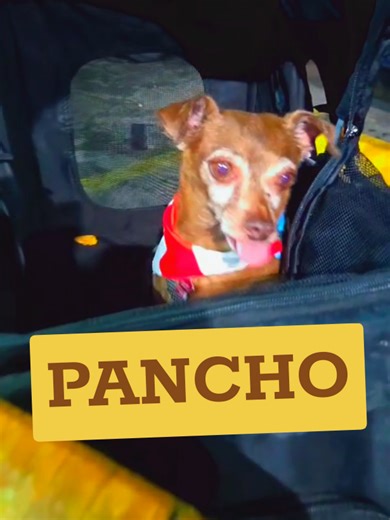 Disfruta el Churrasco y Pulpo en Piñones, PR