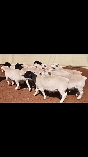 🤠DORPER SHEEP 🤠 #dorper #dorpersheep #available AVAILABLE. LIVESTOCK EXPORTERS SOUTH AFRICA,We are number one exporters of WHITE HEAD DORPER SHEEP, a few of our other Live stocks include; 1.cattle, 2.dairy, 3.sheep, 4rabbits, 5.ostrich, 6.Turkey, 7.Boer GoatsAnd a well-developed poultry and egg industry .On all inquiries on our Premium Quality Livestock, contact;Email: info.livestockexporters@gmail.com Call / Text / Whatsapp : 27 (0) 680 718 656Thanks and best regards,Friedrich. #dorpersheep #