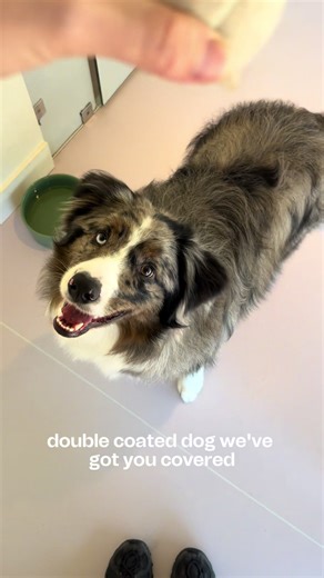 Big Dog Grooming Solutions: Family-Owned Business Success