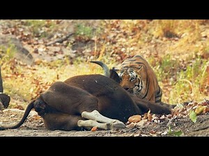 Tiger killing an Indian Gaur - (FULL VIDEO) Kanha