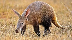 Aardvark Facts Information, Pictures & Video