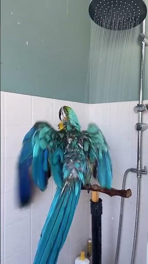 Parrot Sings in the Shower || ViralHog