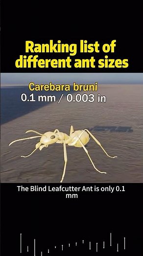 Ranking list of different ant sizes #knowledge #science