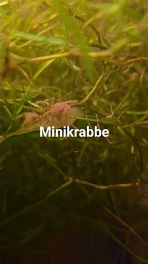 Minikrabbe Limnopilos naiyanetri