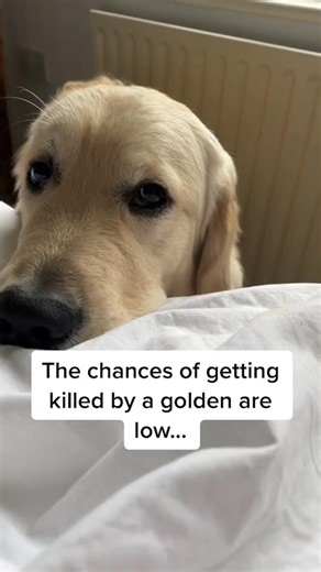 He was a mob boss in a previous life #neverzero #neverzerochallenge #chancesarelow #goldenretrieverlife #TextToSpeech #fyp #foryou #pov | Elton GoldenRetriever