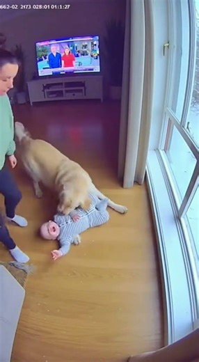 Heroic Dog Saves Baby From Open Window #mustwatch #funny #pets